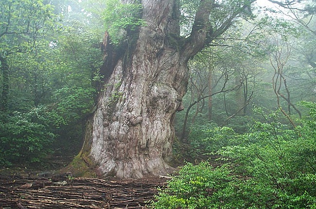 The oldest plants in the world