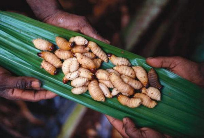 Horrific customs of the Papuans can shock