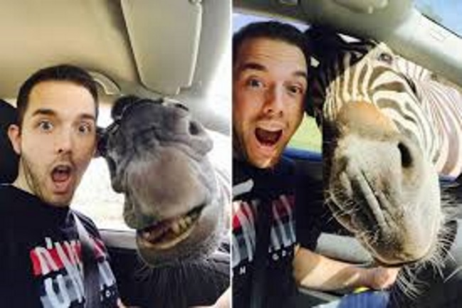 Funny animal selfies
