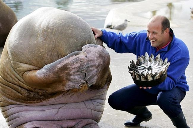 Animals celebrate their birthday better than people