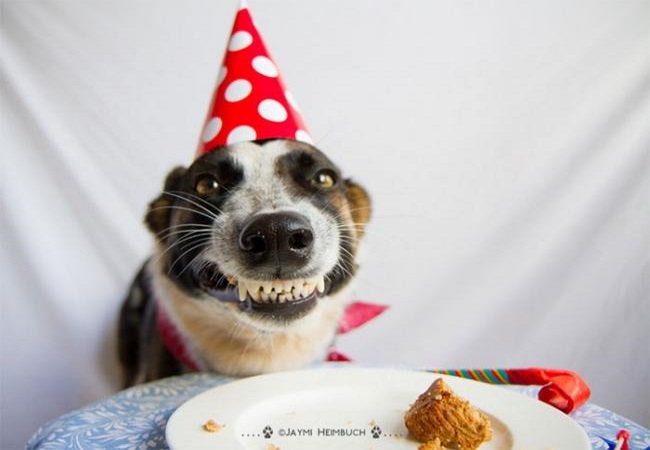 Animals celebrate their birthday better than people