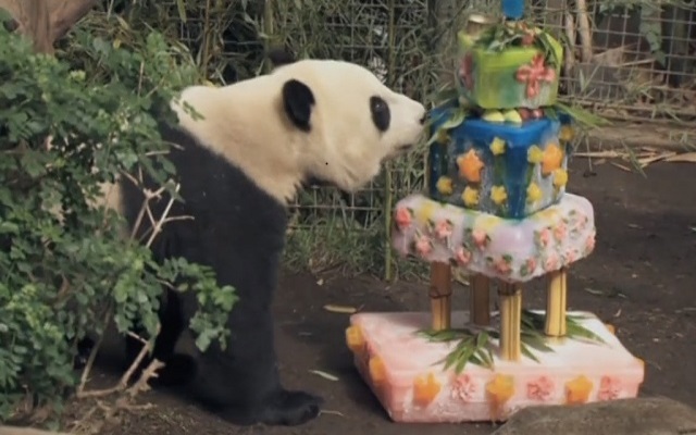 Animals celebrate their birthday better than people