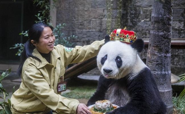 Animals celebrate their birthday better than people