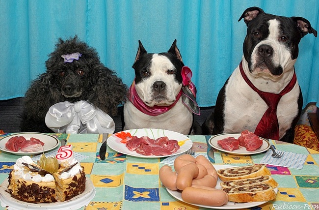 Animals celebrate their birthday better than people