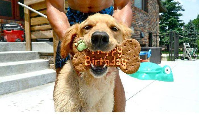 Animals celebrate their birthday better than people