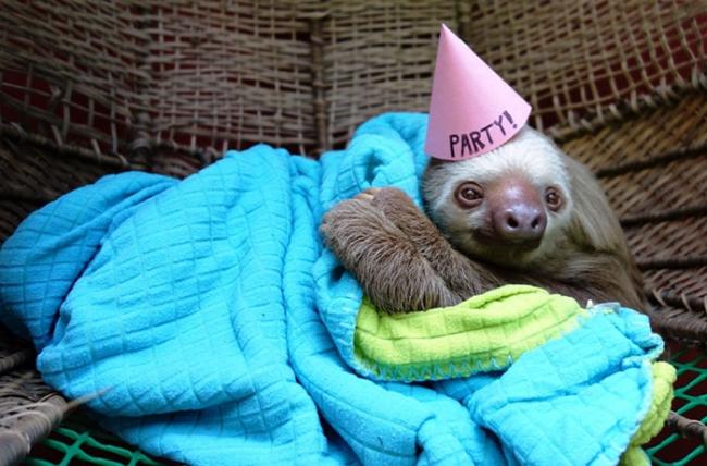 Animals celebrate their birthday better than people