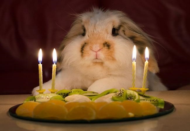 Animals celebrate their birthday better than people