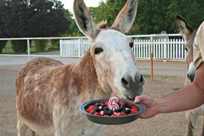 Animals celebrate their birthday better than people