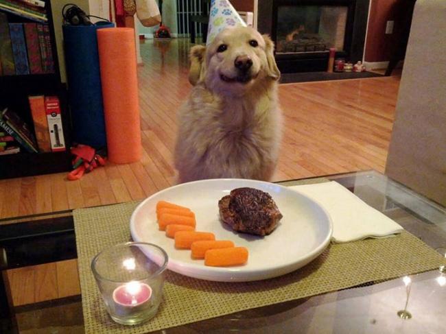 Animals celebrate their birthday better than people