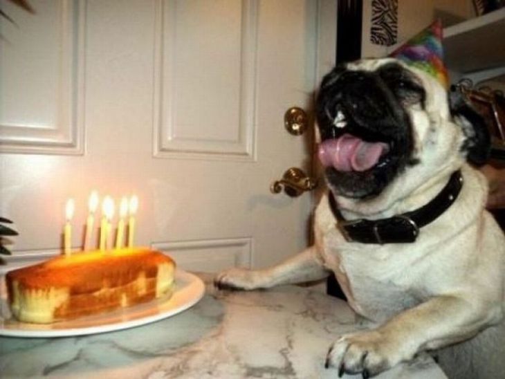 Animals celebrate their birthday better than people