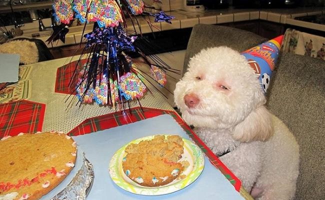 Animals celebrate their birthday better than people