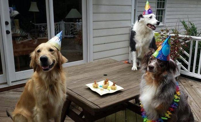 Animals celebrate their birthday better than people