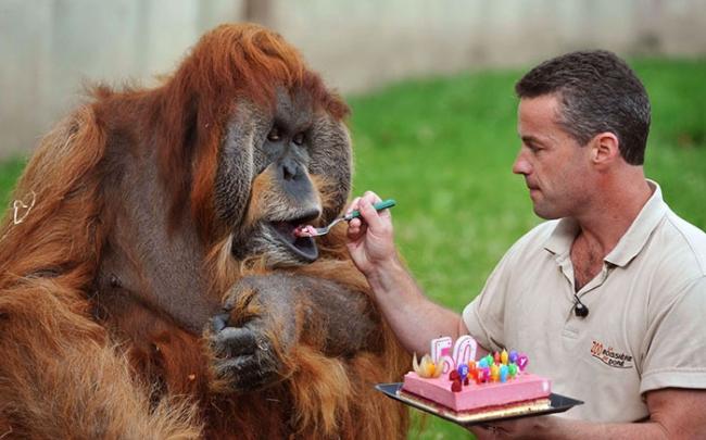 Animals celebrate their birthday better than people