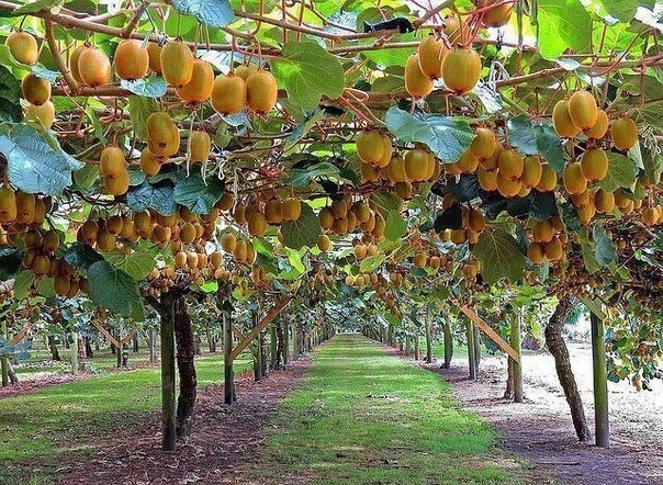10 fruits and vegetables that grow unusually