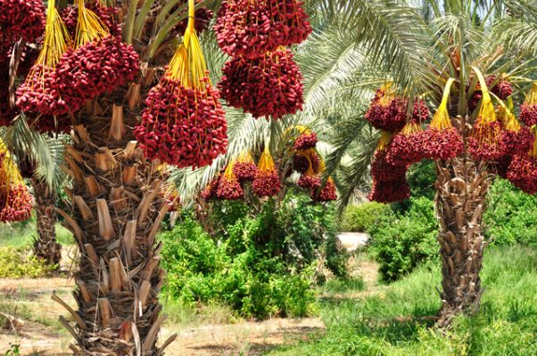 10 Fruits And Vegetables That Grow Unusually Page 9 Of 10 Inpic