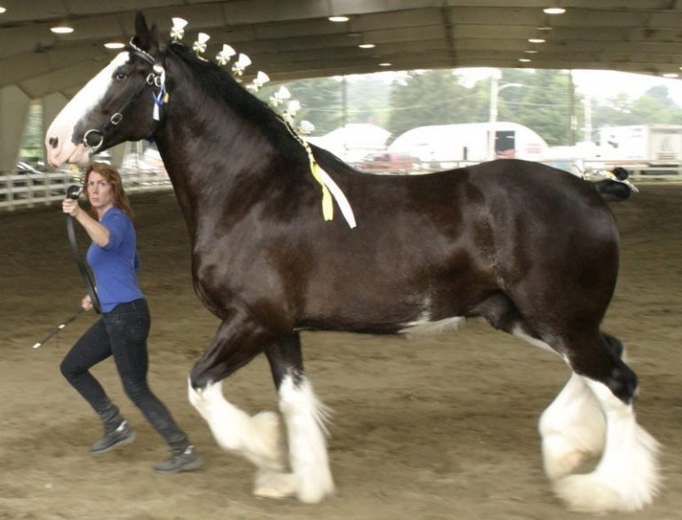 10 the world's most expensive horses