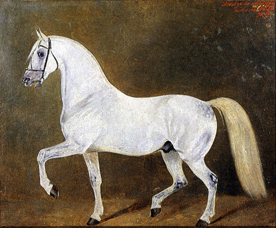 10 the world's most expensive horses