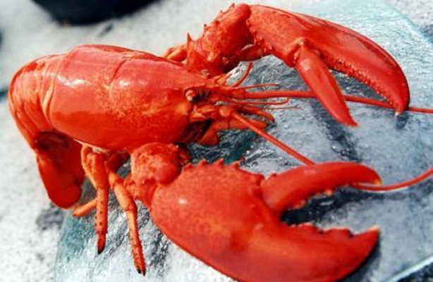 Edible inhabitants of the seas: 10 most popular delicacies