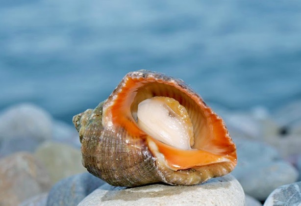 Edible inhabitants of the seas: 10 most popular delicacies