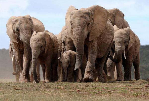 15 most interesting facts about elephants