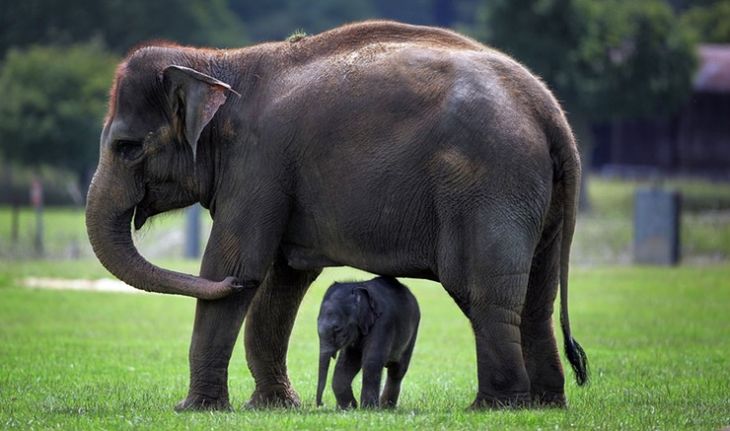 15 most interesting facts about elephants