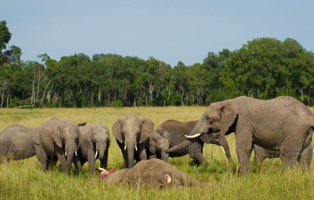 15 most interesting facts about elephants