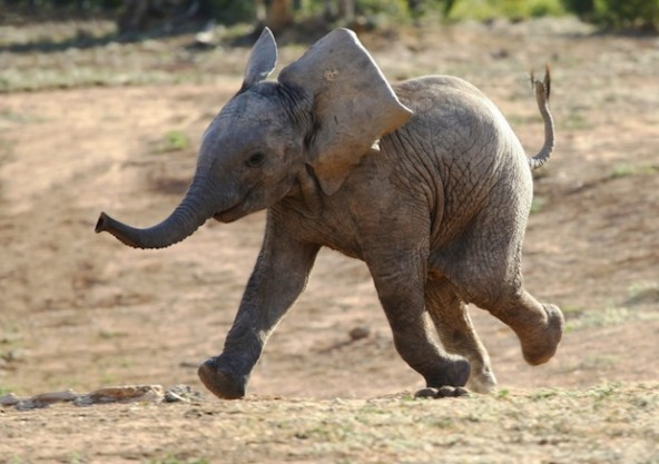 15 most interesting facts about elephants