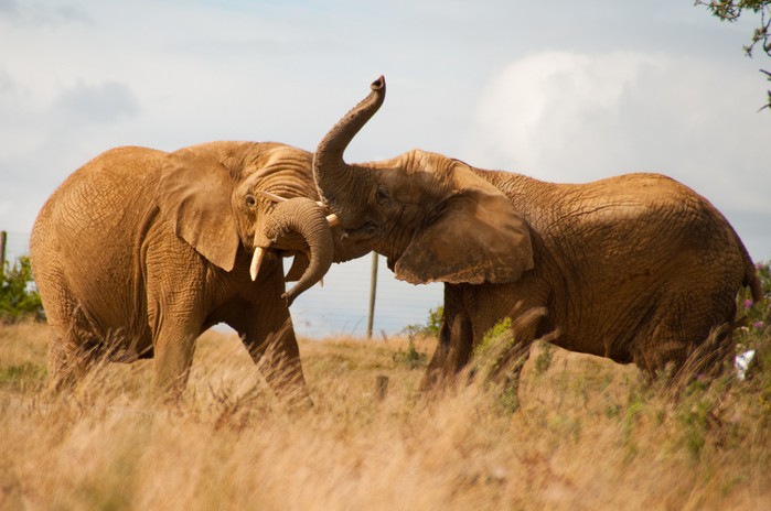 15 most interesting facts about elephants