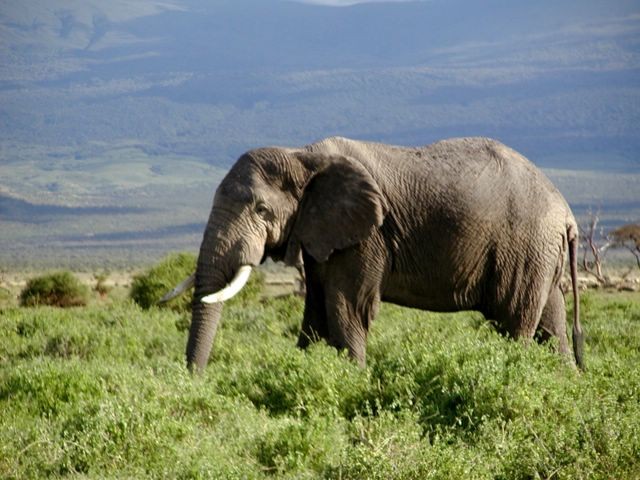 15 most interesting facts about elephants