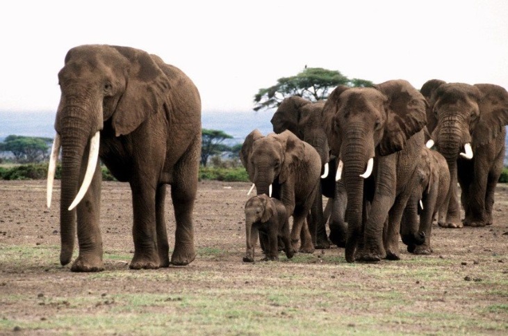 15 most interesting facts about elephants