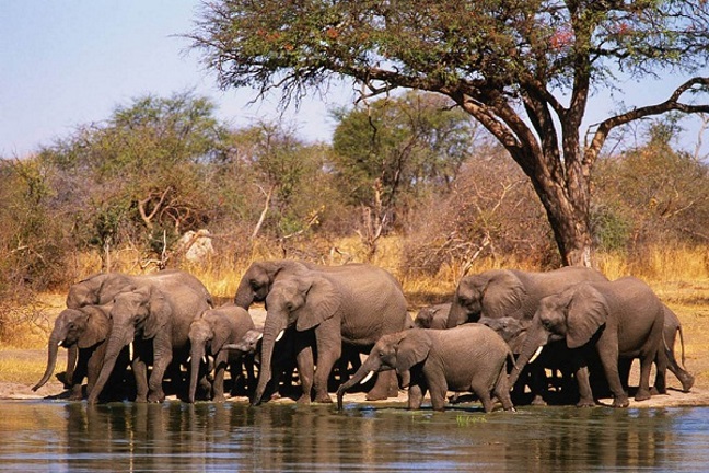 15 most interesting facts about elephants