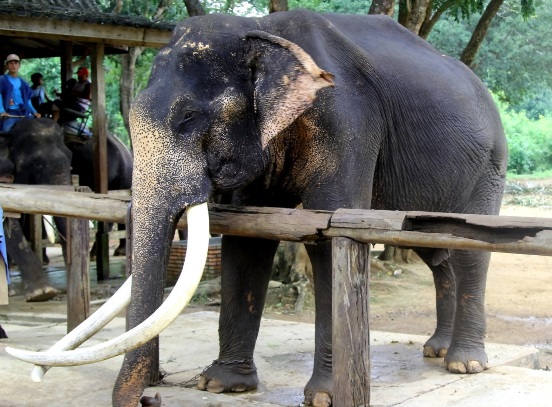 15 most interesting facts about elephants