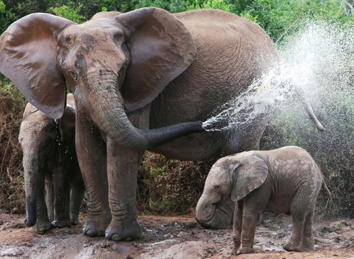 15 most interesting facts about elephants