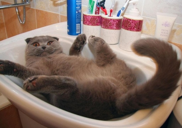 The most ridiculous and bizarre cats of the Internet: 30 photos