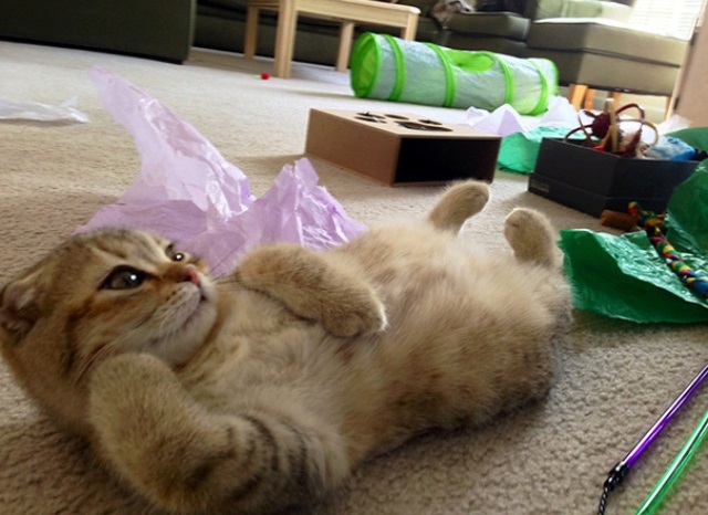 The most ridiculous and bizarre cats of the Internet: 30 photos