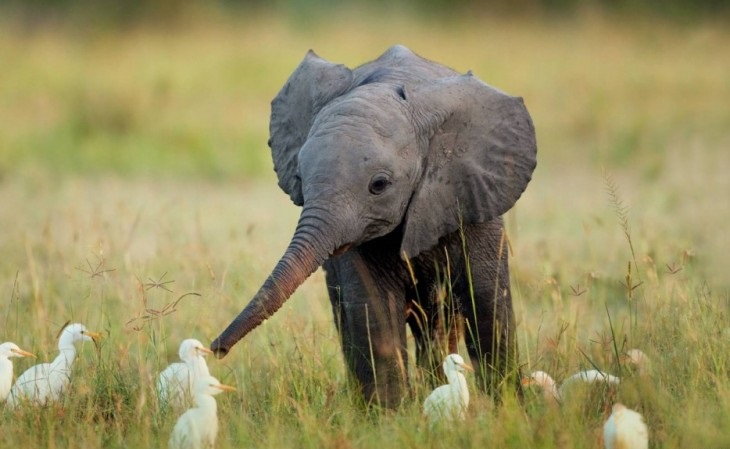 40 stunning photos of wild animals that cause delight