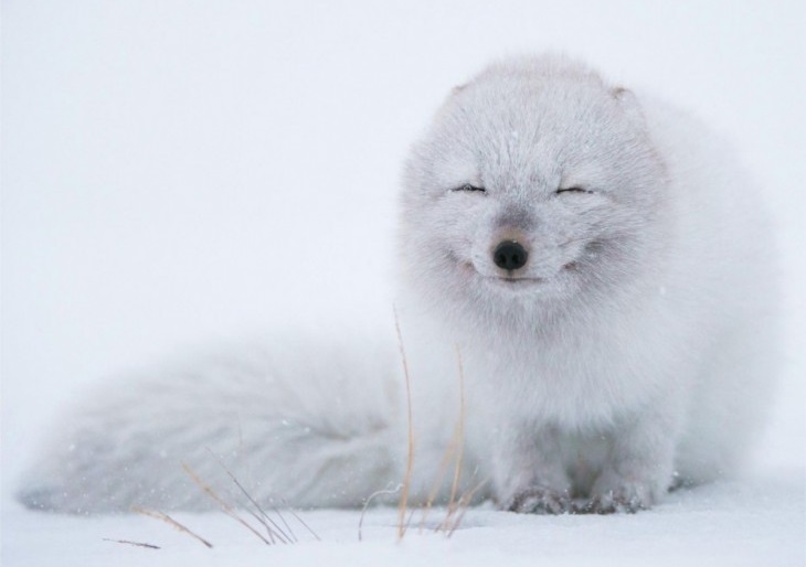 40 stunning photos of wild animals that cause delight