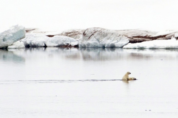 40 stunning photos of wild animals that cause delight