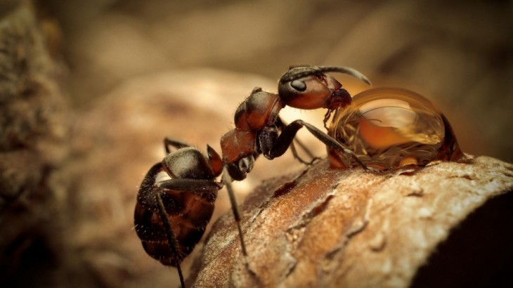 40 stunning photos of wild animals that cause delight