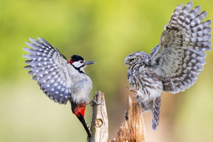 40 stunning photos of wild animals that cause delight