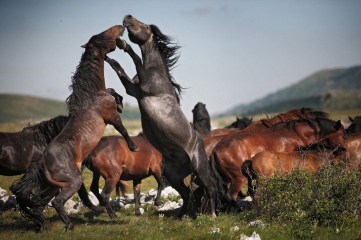 40 stunning photos of wild animals that cause delight