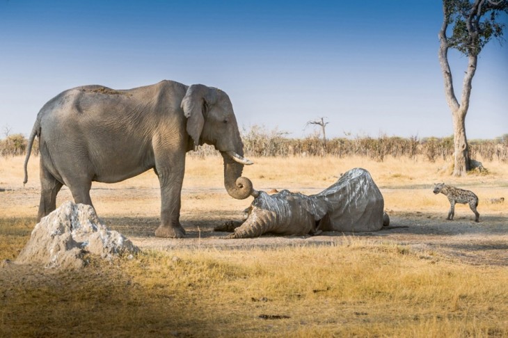 40 stunning photos of wild animals that cause delight