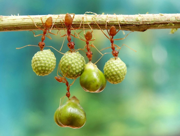 40 stunning photos of wild animals that cause delight