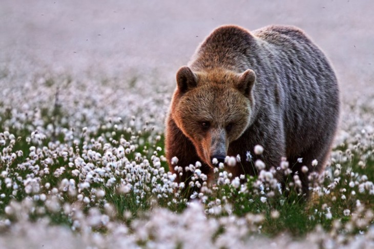 40 stunning photos of wild animals that cause delight