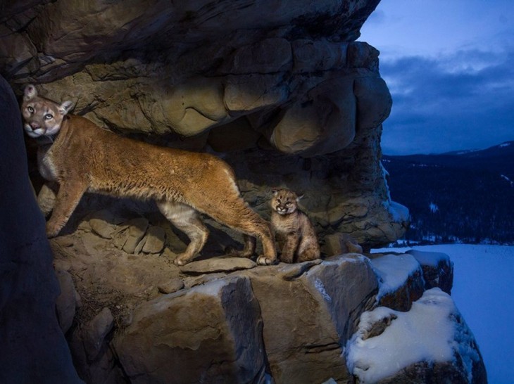 40 stunning photos of wild animals that cause delight