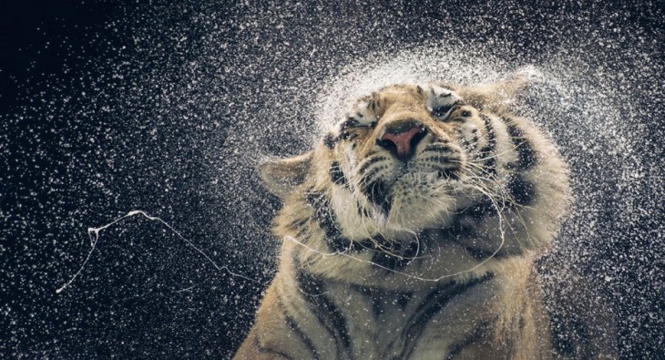 40 stunning photos of wild animals that cause delight