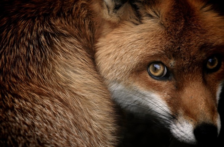 40 stunning photos of wild animals that cause delight