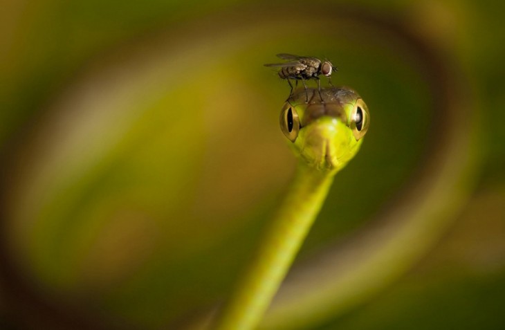 40 stunning photos of wild animals that cause delight