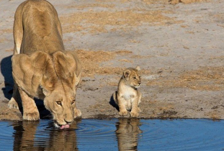 40 stunning photos of wild animals that cause delight