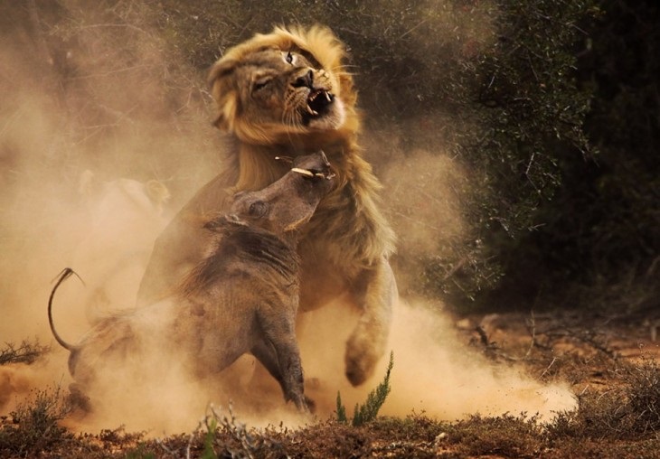 40 stunning photos of wild animals that cause delight